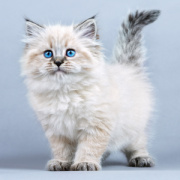 NOTIQUE Poznámkový kalendár Mačiatka 2026, 30 x 30 cm