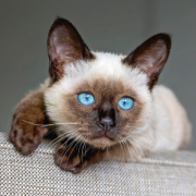 NOTIQUE Poznámkový kalendár Mačiatka 2026, 30 x 30 cm