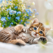 NOTIQUE Poznámkový kalendár Mačiatka 2026, 30 x 30 cm