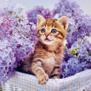 NOTIQUE Poznámkový kalendár Mačiatka 2026, 30 x 30 cm