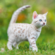 NOTIQUE Poznámkový kalendár Mačiatka 2026, 30 x 30 cm