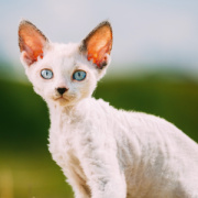 NOTIQUE Poznámkový kalendár Mačiatka 2026, 30 x 30 cm