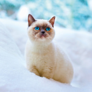 NOTIQUE Poznámkový kalendár Mačiatka 2026, 30 x 30 cm