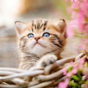 NOTIQUE Poznámkový kalendár Mačiatka 2026, 30 x 30 cm