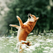 NOTIQUE Poznámkový kalendár Psy 2026, 30 x 30 cm