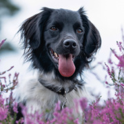 NOTIQUE Poznámkový kalendár Psy 2026, 30 x 30 cm