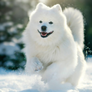 NOTIQUE Poznámkový kalendár Psy 2026, 30 x 30 cm