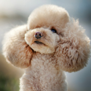 NOTIQUE Poznámkový kalendár Psy 2026, 30 x 30 cm