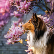 NOTIQUE Poznámkový kalendár Psy 2026, 30 x 30 cm