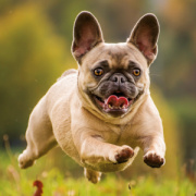 NOTIQUE Poznámkový kalendár Psy 2026, 30 x 30 cm