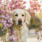 NOTIQUE Poznámkový kalendár Psy 2026, 30 x 30 cm