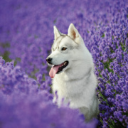 NOTIQUE Poznámkový kalendár Psy 2026, 30 x 30 cm