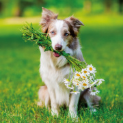 NOTIQUE Poznámkový kalendár Psy 2026, 30 x 30 cm