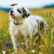 NOTIQUE Poznámkový kalendár Šteňatá 2026, 30 x 30 cm