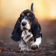 NOTIQUE Poznámkový kalendár Šteňatá 2026, 30 x 30 cm