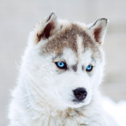 NOTIQUE Poznámkový kalendár Šteňatá 2026, 30 x 30 cm