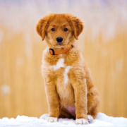 NOTIQUE Poznámkový kalendár Šteňatá 2026, 30 x 30 cm