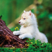 NOTIQUE Poznámkový kalendár Šteňatá 2026, 30 x 30 cm