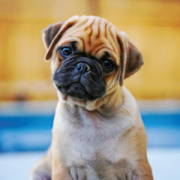 NOTIQUE Poznámkový kalendár Šteňatá 2026, 30 x 30 cm