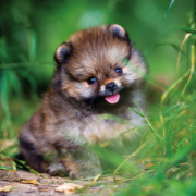 NOTIQUE Poznámkový kalendár Šteňatá 2026, 30 x 30 cm