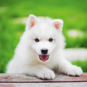 NOTIQUE Poznámkový kalendár Šteňatá 2026, 30 x 30 cm