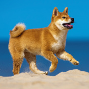 NOTIQUE Poznámkový kalendár Šteňatá 2026, 30 x 30 cm