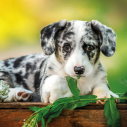 NOTIQUE Poznámkový kalendár Šteňatá 2026, 30 x 30 cm