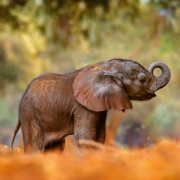 NOTIQUE Poznámkový kalendár Mláďatá 2026, 30 x 30 cm