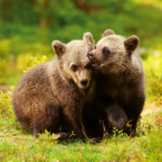 NOTIQUE Poznámkový kalendár Mláďatá 2026, 30 x 30 cm