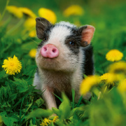 NOTIQUE Poznámkový kalendár Mláďatá 2026, 30 x 30 cm