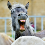 NOTIQUE Poznámkový kalendár Úsmev, prosím 2026, 30 x 30 cm