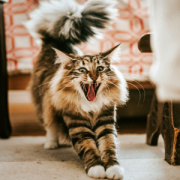 NOTIQUE Poznámkový kalendár Úsmev, prosím 2026, 30 x 30 cm