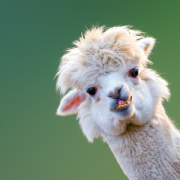 NOTIQUE Poznámkový kalendár Úsmev, prosím 2026, 30 x 30 cm