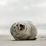 NOTIQUE Poznámkový kalendár Úsmev, prosím 2026, 30 x 30 cm