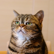 NOTIQUE Poznámkový kalendár Úsmev, prosím 2026, 30 x 30 cm