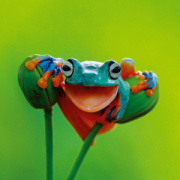 NOTIQUE Poznámkový kalendár Úsmev, prosím 2026, 30 x 30 cm