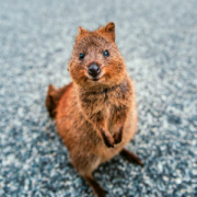 NOTIQUE Poznámkový kalendár Úsmev, prosím 2026, 30 x 30 cm