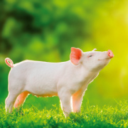 NOTIQUE Poznámkový kalendár Úsmev, prosím 2026, 30 x 30 cm