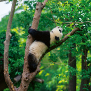 NOTIQUE Poznámkový kalendár Pandy 2026, 30 x 30 cm