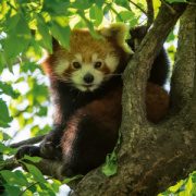 NOTIQUE Poznámkový kalendár Pandy 2026, 30 x 30 cm