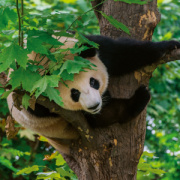 NOTIQUE Poznámkový kalendár Pandy 2026, 30 x 30 cm