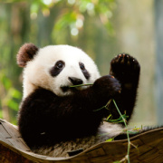 NOTIQUE Poznámkový kalendár Pandy 2026, 30 x 30 cm