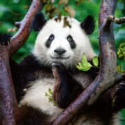 NOTIQUE Poznámkový kalendár Pandy 2026, 30 x 30 cm