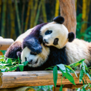 NOTIQUE Poznámkový kalendár Pandy 2026, 30 x 30 cm