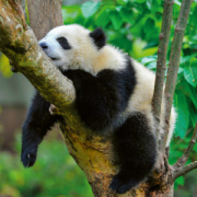 NOTIQUE Poznámkový kalendár Pandy 2026, 30 x 30 cm