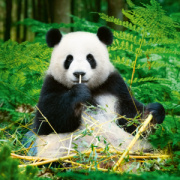 NOTIQUE Poznámkový kalendár Pandy 2026, 30 x 30 cm