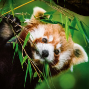 NOTIQUE Poznámkový kalendár Pandy 2026, 30 x 30 cm