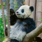 NOTIQUE Poznámkový kalendár Pandy 2026, 30 x 30 cm