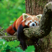 NOTIQUE Poznámkový kalendár Pandy 2026, 30 x 30 cm