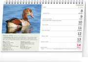 NOTIQUE Stolový kalendár České vtáctvo CZ 2026, 23,1 x 14,5 cm